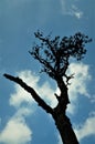 A tree with a blue cloudy sky in the background