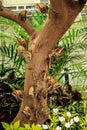 Tree of blue morpho butterflies