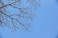 A tree with blue sky Royalty Free Stock Photo