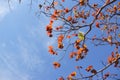 A tree with blue sky Royalty Free Stock Photo