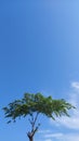 Tree with blue sky backrgound and little cloud Royalty Free Stock Photo