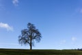 tree on blue sky in december advent sunny day Royalty Free Stock Photo