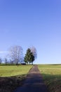 tree on blue sky in december advent sunny day Royalty Free Stock Photo