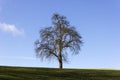 tree on blue sky in december advent sunny day Royalty Free Stock Photo