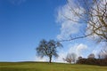 tree on blue sky in december advent sunny day Royalty Free Stock Photo