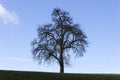 tree on blue sky in december advent sunny day Royalty Free Stock Photo