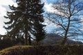 tree on blue sky in december advent sunny day Royalty Free Stock Photo