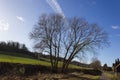 tree on blue sky in december advent sunny day Royalty Free Stock Photo