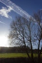 tree on blue sky in december advent sunny day Royalty Free Stock Photo