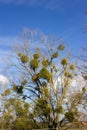 tree on blue sky in december advent sunny day Royalty Free Stock Photo