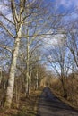 tree on blue sky in december advent sunny day Royalty Free Stock Photo