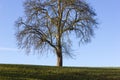 tree on blue sky in december advent sunny day Royalty Free Stock Photo