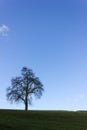 tree on blue sky in december advent sunny day Royalty Free Stock Photo