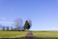 tree on blue sky in december advent sunny day Royalty Free Stock Photo