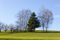 tree on blue sky in december advent sunny day Royalty Free Stock Photo