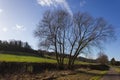 tree on blue sky in december advent sunny day Royalty Free Stock Photo