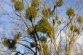 tree on blue sky in december advent sunny day Royalty Free Stock Photo