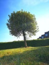 Tree, Blue sky, grass, green, Dublin, Ireland, Summer, DCU, PARK