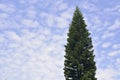 Tree and blue sky. Royalty Free Stock Photo