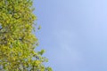 Tree and blue sky