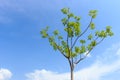 Tree with blue sky