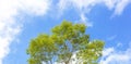 Tree and Blue sky