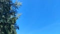 Tree blue sky, tree top against blue sky on a sunny day