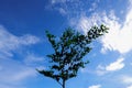 Tree in the blue sunny sky Royalty Free Stock Photo