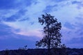 Tree on blue sunset background