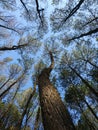 Tree and blue wind, Pinus Yogyakarta