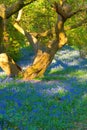 Tree and bluebells