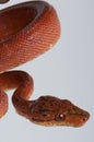 Tree boa Royalty Free Stock Photo