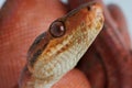 Tree boa Royalty Free Stock Photo