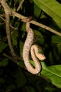 Tree Boa Constrictor snak Royalty Free Stock Photo