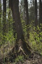 Tree on a bog