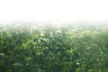 Tree bokeh background, blurred background tree green leaf bushes image large bushes