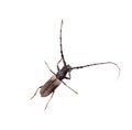 Tree borer Batocera rufomaculata isolated on a white background