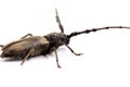 Tree borer Batocera rufomaculata isolated on a white background