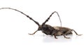 Tree borer Batocera rufomaculata isolated on a white background