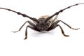 Tree borer Batocera rufomaculata isolated on a white background