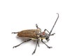 Tree borer Batocera rufomaculata isolated on a white background