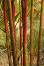 Tree - Botanical Gardens, Singapore