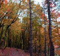 Tree from the bottom in autumn