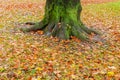 Tree bottom trunk fall autumn colorful leaves orange gold Royalty Free Stock Photo