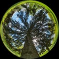 Tree, bottom-up view - circular fish-eye photo on a sunny day