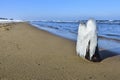 Tree bough on the beach by the Baltic Sea. A beautiful landscape Royalty Free Stock Photo