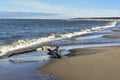 Tree bough on the beach by the Baltic Sea. A beautiful landscape Royalty Free Stock Photo