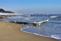 Tree bough on the beach by the Baltic Sea. A beautiful landscape Royalty Free Stock Photo