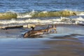 Tree bough on the beach by the Baltic Sea. A beautiful landscape Royalty Free Stock Photo