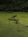 Forest Pond covered with Green Duckweed and with Tree Bough in it.